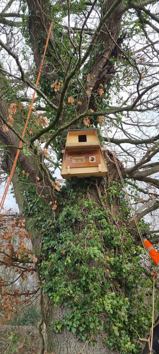 ShrewsburyTC tweet media