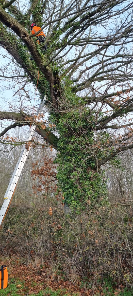 ShrewsburyTC tweet media