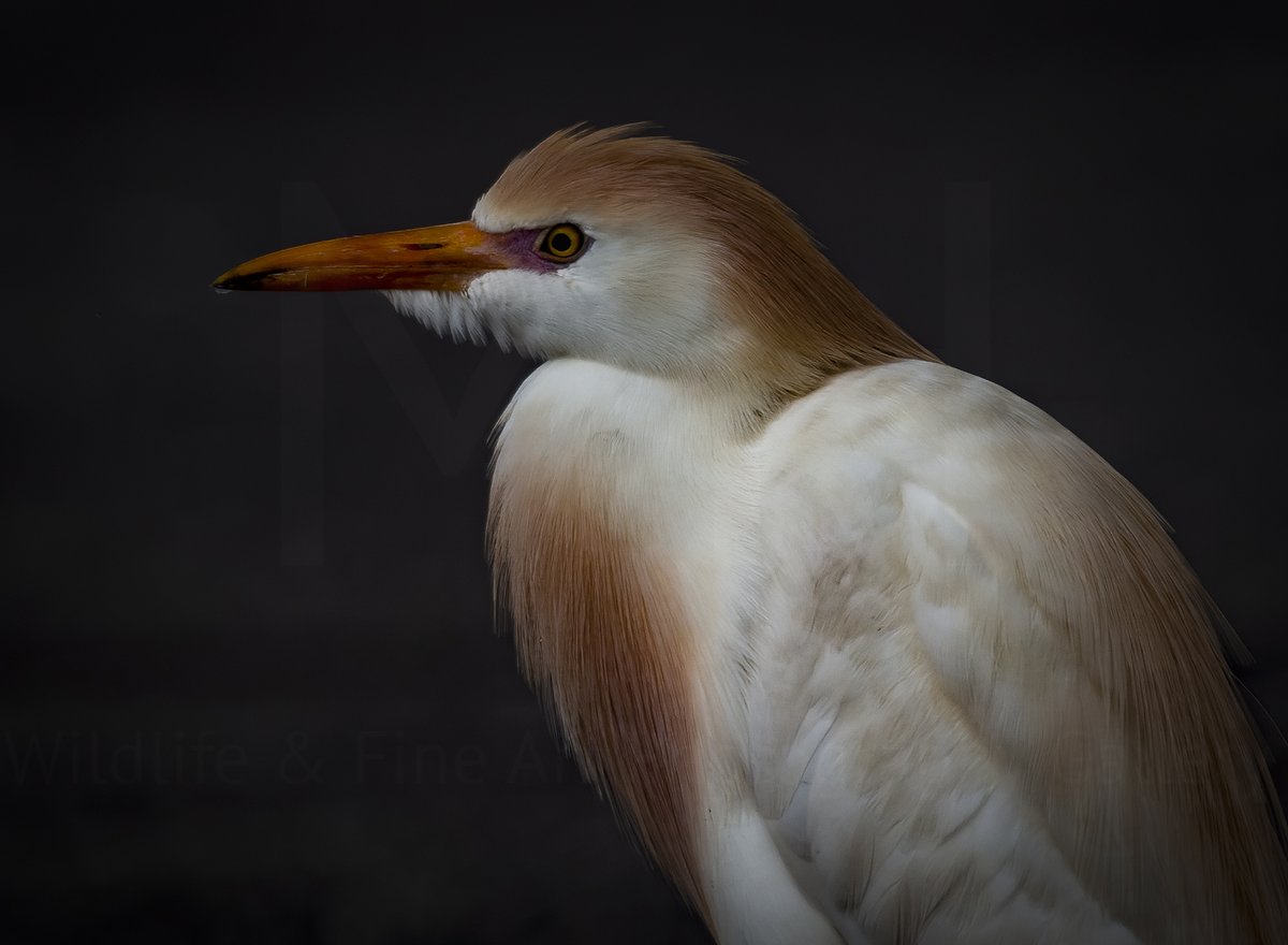 Mugshot Monday

Quite cosmopolitan #Cattle_egret

#TwitterNatureCommunity 
#TwitterNaturePhotography 
#wildlifephotography 
#BirdsOfTwitter 
#wildlife #birds