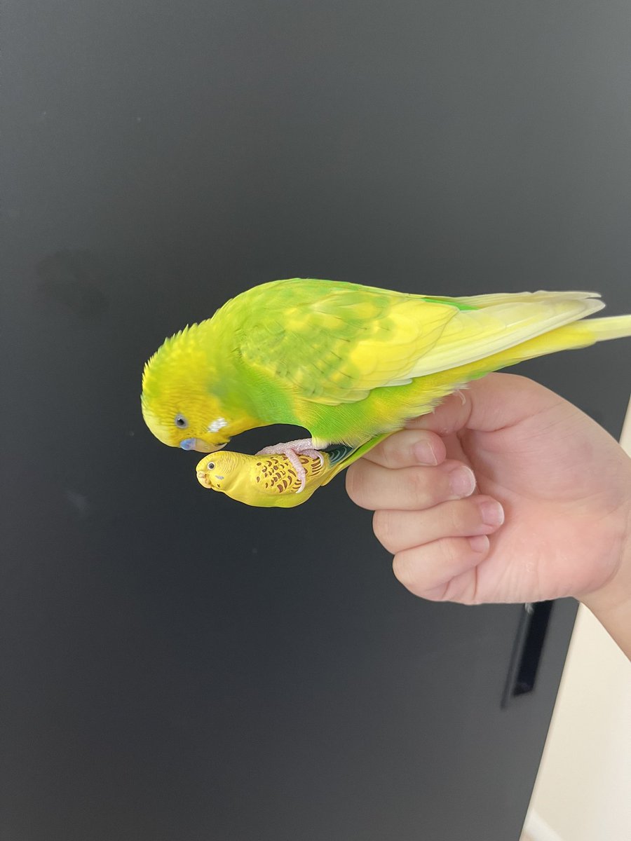 ez_xfk's tweet photo. ピピが迷子になって2ヶ月以上が経ちました今でも全力ん尽くし頑張って探しています。
もし情報などが有った場合どんな事でもピピに関する事なら連絡してくれたらとても感謝いたします🥲
どうかご協力よろしくお願いいたします
そしてインコがベランダにいる写真はピピに似ている情報です協力を願います https://t.co/WjJ7I48VlR