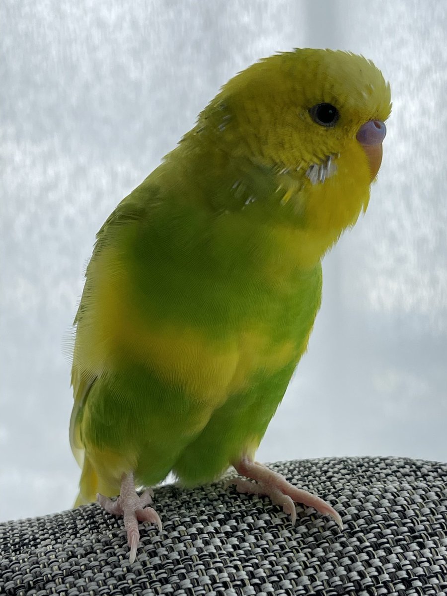 ez_xfk's tweet photo. ピピが迷子になって2ヶ月以上が経ちました今でも全力ん尽くし頑張って探しています。
もし情報などが有った場合どんな事でもピピに関する事なら連絡してくれたらとても感謝いたします🥲
どうかご協力よろしくお願いいたします
そしてインコがベランダにいる写真はピピに似ている情報です協力を願います https://t.co/WjJ7I48VlR