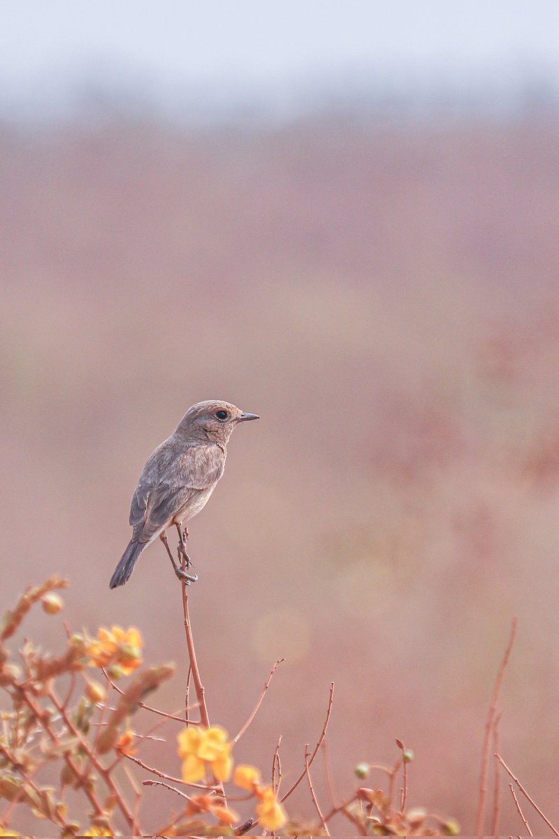 PradeepPrazz's tweet photo. Siberian Stonechat F Winter Migrant to India, shot at Ramnathgudpalle Grassland (Near Yenkathala) Feb,2022.
#savegrasslands
@HarithaHaram @HiHyderabad @MPsantoshtrs @pargaien @rah_jad @FawpsIndia @atree_org @rohithgopidi @vikas_meena_ifs @vwolfs_org @WildTelangana @SVSifs https://t.co/OSpVJEU732