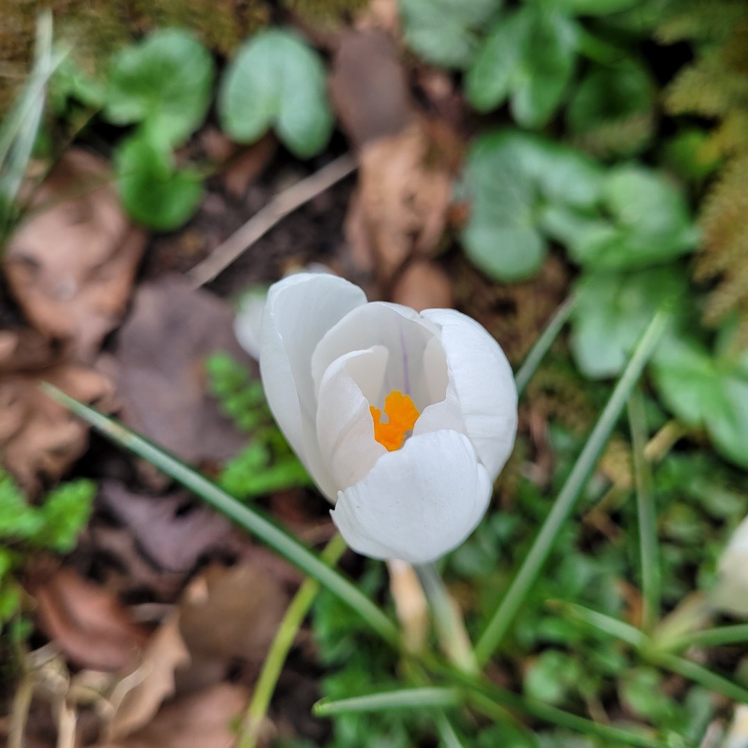 The Hunt Museum (@huntmuseum) on Twitter photo #Spring has Sprung in <a href="/HuntMuseum/">The Hunt Museum</a> Garden 💐
Spring, of all seasons most gratuitous,
Is fold of untaught flower, is race of water
Is earth’s most multiple, excited daughter.
#PhilipLarkin
Come by for a wander...😎
#huntmuseum #daffodils #crocuses #flowers #museum #limerick #Spring has Sprung in <a href="/HuntMuseum/">The Hunt Museum</a> Garden 💐
Spring, of all seasons most gratuitous,
Is fold of untaught flower, is race of water
Is earth’s most multiple, excited daughter.
#PhilipLarkin
Come by for a wander...😎
#huntmuseum #daffodils #crocuses #flowers #museum #limerick