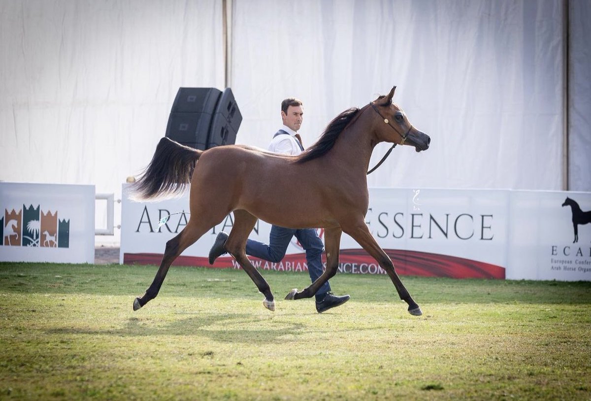 لمى سما نجد 

🏆 أميرتنا الصغيرة تحقق لقب بطولة المهرات أعمار السنة في البطولة الوطنية لجمال الخيل العربية ٢٠٢٣ لتصبح بطلة المملكة الذهبية لفئة المهرات 🥇

 🥇فرحتنا هنا وفخرنا مضاعف بتحقيق البطلة لمى سما نجد ثاني ميدالية من ثالث ظهور لها وهي ابنة فحل المربط البطل متباهي الهواجر