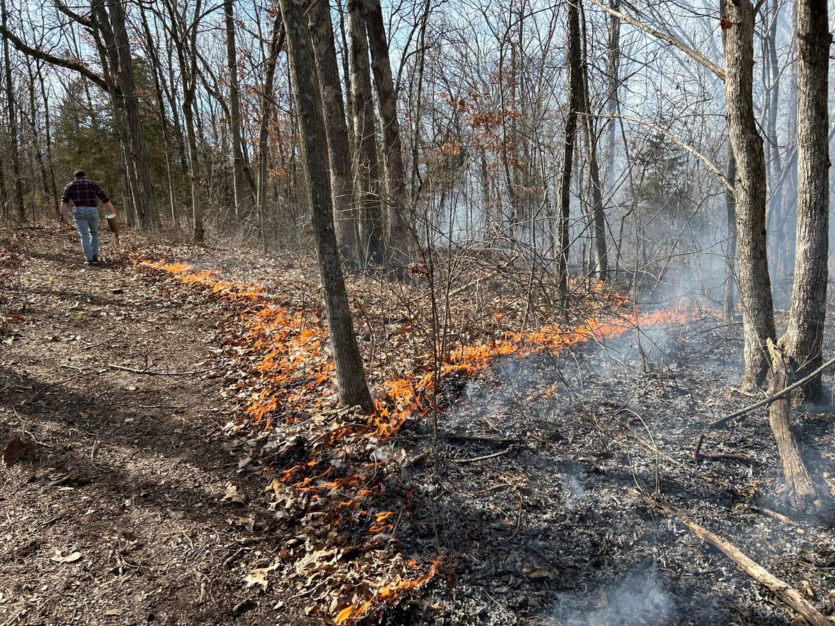 MOsilviculture's tweet photo. Had a great time getting some #goodfire on the ground in the homewoods yesterday, with an awesome burn crew. Both units are being restored to savanna/woodland. Next step, seeding of native ground flora. https://t.co/OTDeJGuuak