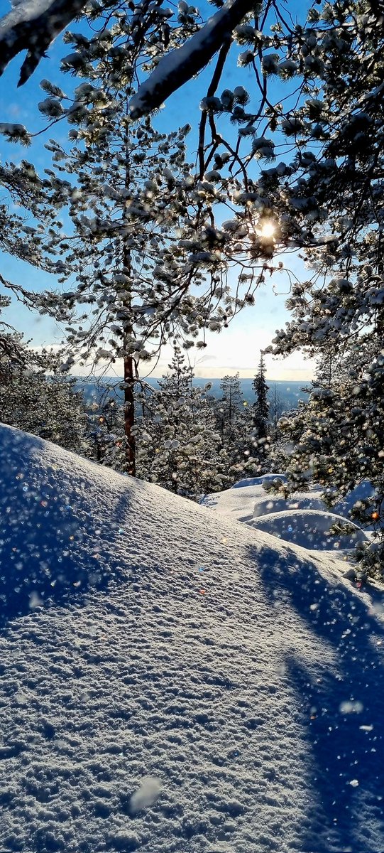 Fresh snowfall in #Ounasvaara. ❄️☀️ #Finland #Lapland