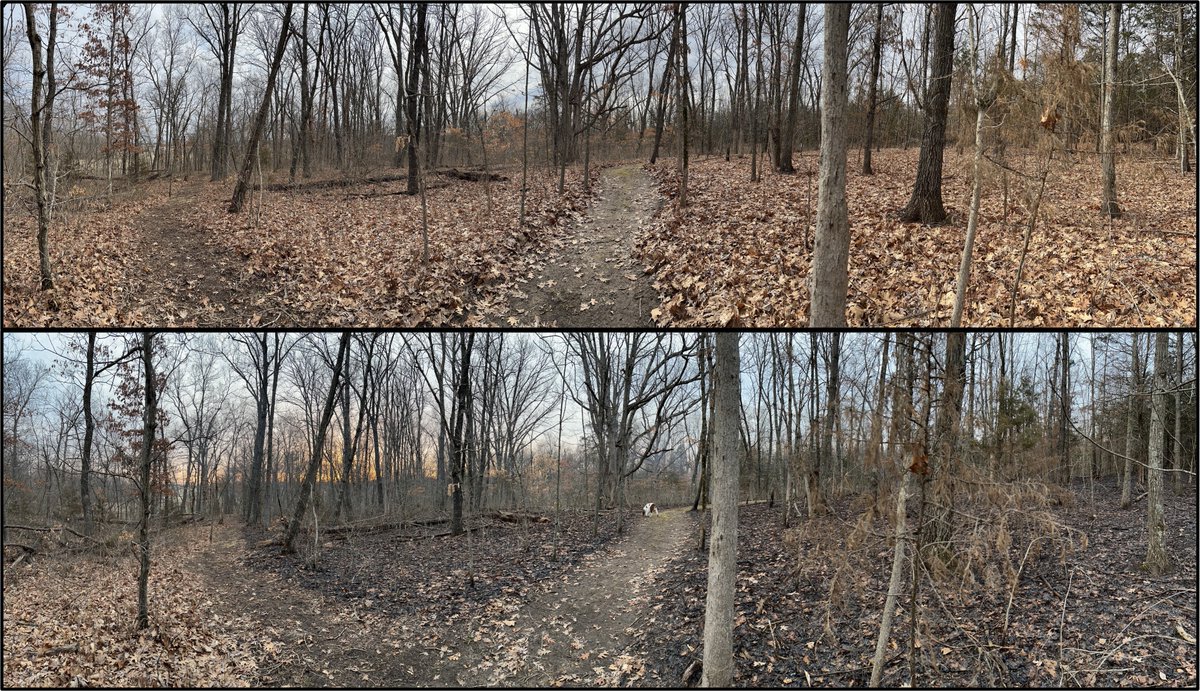MOsilviculture's tweet photo. Had a great time getting some #goodfire on the ground in the homewoods yesterday, with an awesome burn crew. Both units are being restored to savanna/woodland. Next step, seeding of native ground flora. https://t.co/OTDeJGuuak