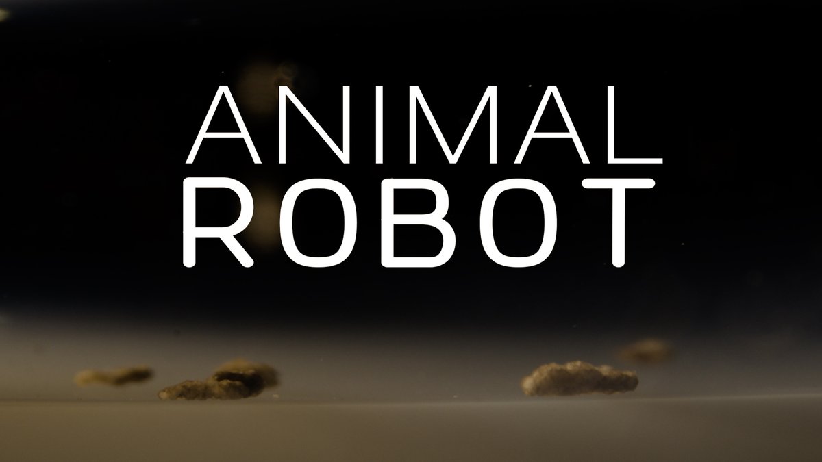🚨📽️🚨📽️ My new <a href="/sciam/">Scientific American</a> / <a href="/TangledBankHHMI/">Tangled Bank Studios</a> doc is out!  "ANIMAL ROBOT" is the inside story of how "the world's first living robots" were made using AI + the bio/tech/philosophical implications of their creation. Give it watch and share if you liked it! youtu.be/8WyWFAS96ac