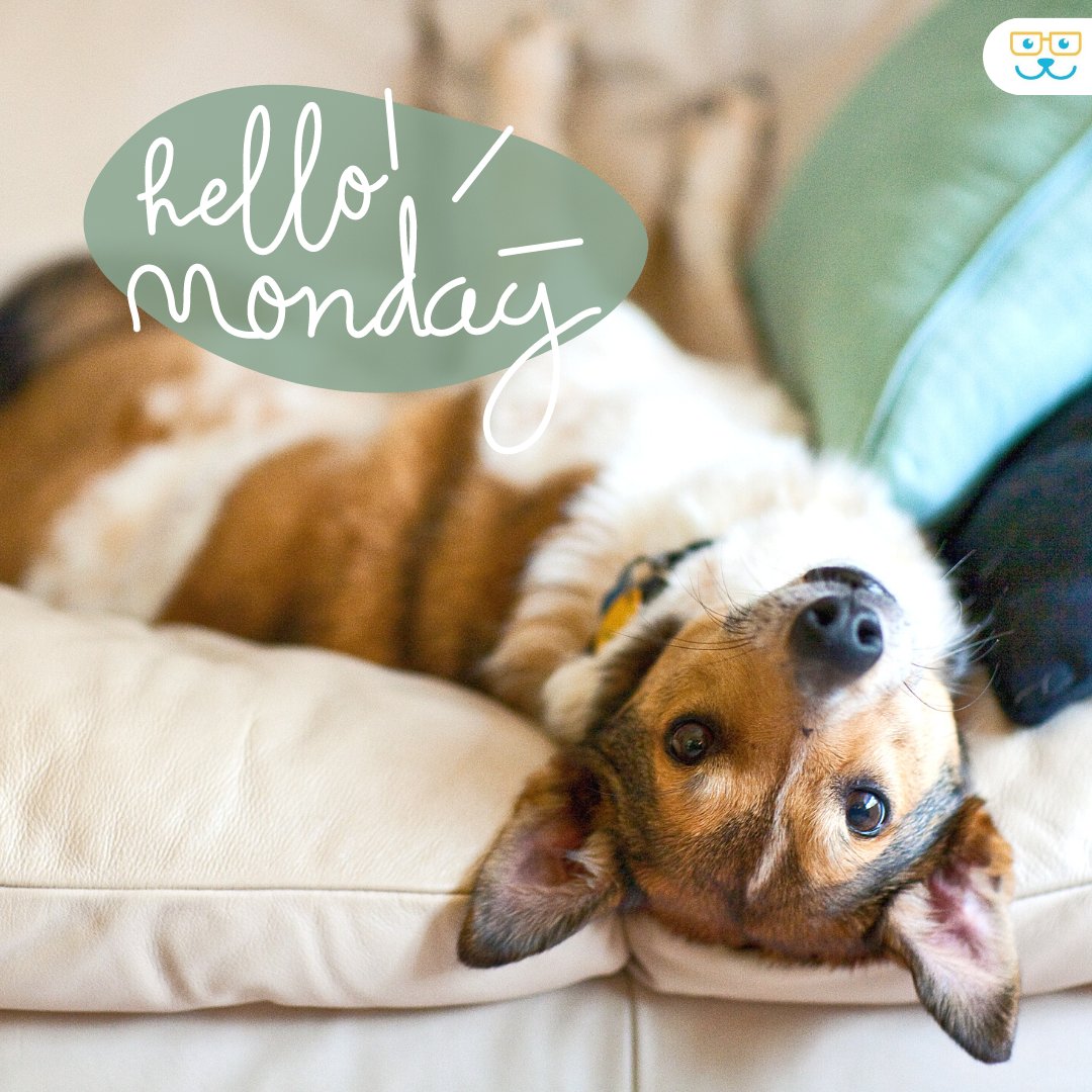 😎 It's Monday again! What are your plans for the week? 

#monday #mondayblues #mondaydog #mondaymotivation #kellysanimalhospital  #PortSaintLucieFL