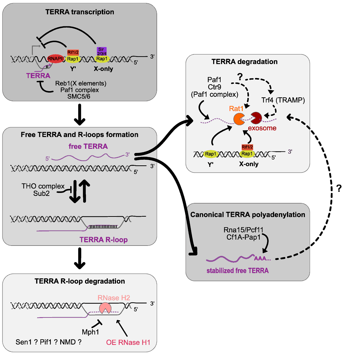 🎉 New publication of the team Telomere Biology <a href="/TeixeiraTeloLab/">Maria Teresa Teixeira</a> » TERRA and Telomere Maintenance in the Yeast Saccharomyces cerevisiae « Bechara Zeinoun, Maria Teresa Teixeira and Aurélia Barascu