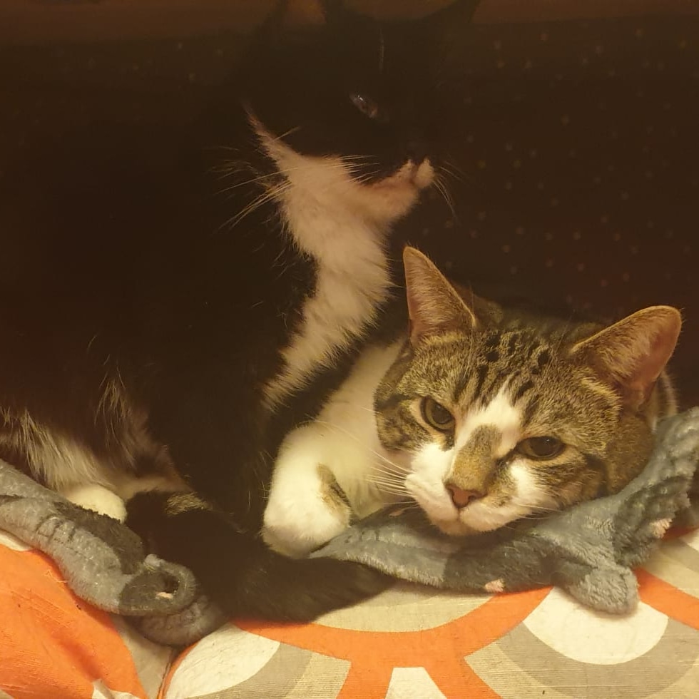 Lola the sponsor cat with her bestie, Street. Lola, blind, abandoned on streets....Street dumped in bin, siblings dead and was hand reared.
This pair are so loveable and show what we can do when we all work together. #rescuecatsrock #AdoptDontShop #cats #kittens #donate