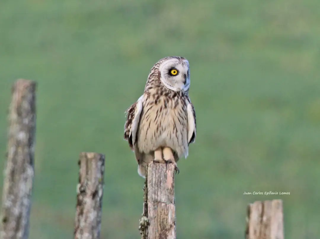 Curuxa das Xunqueiras(asio flammeus).
JC Epifanio.