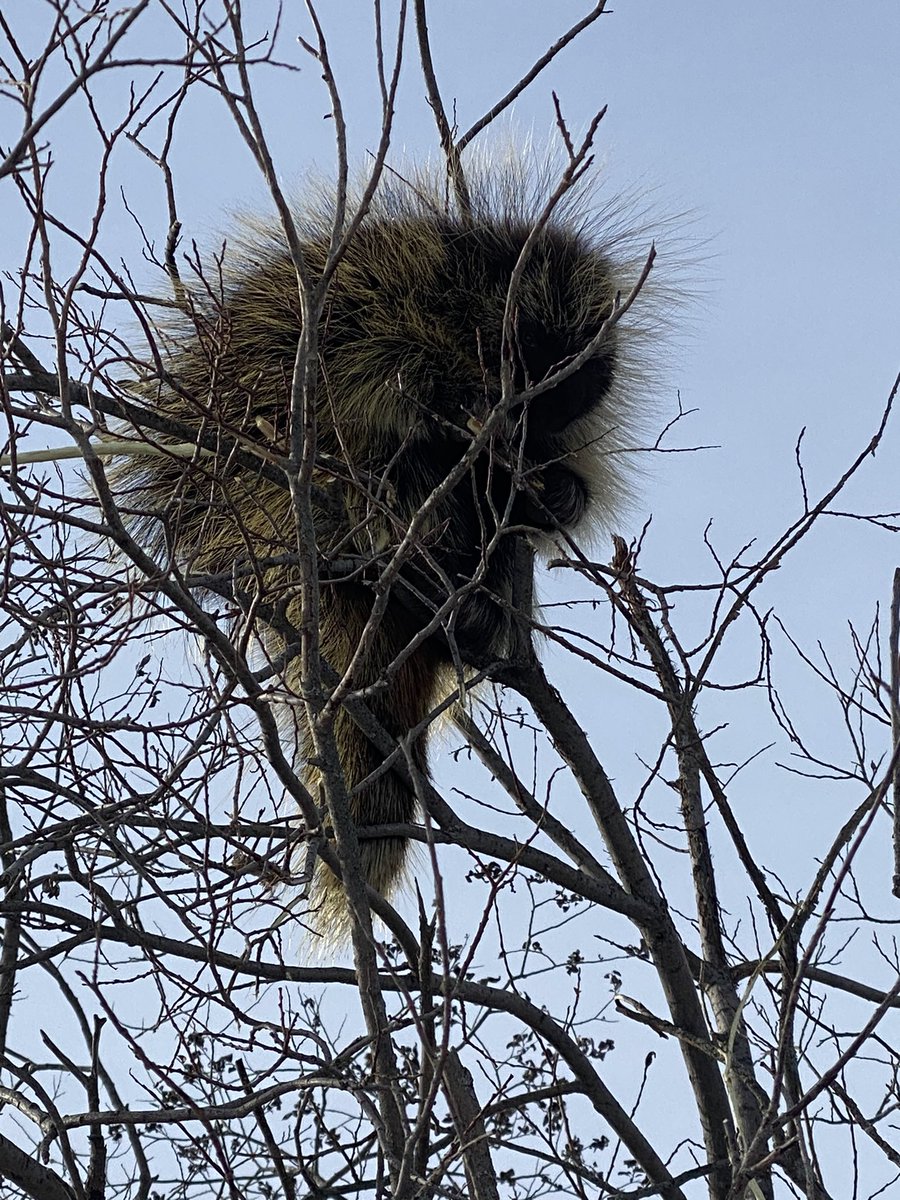 PrimroseRob's tweet image. Prickly Friend. 
Met this fellow on our morning hike in the valley. Luckily he was up in a Willow bush having breakfast so my 4 legged partner couldn’t get close and friendly with him.