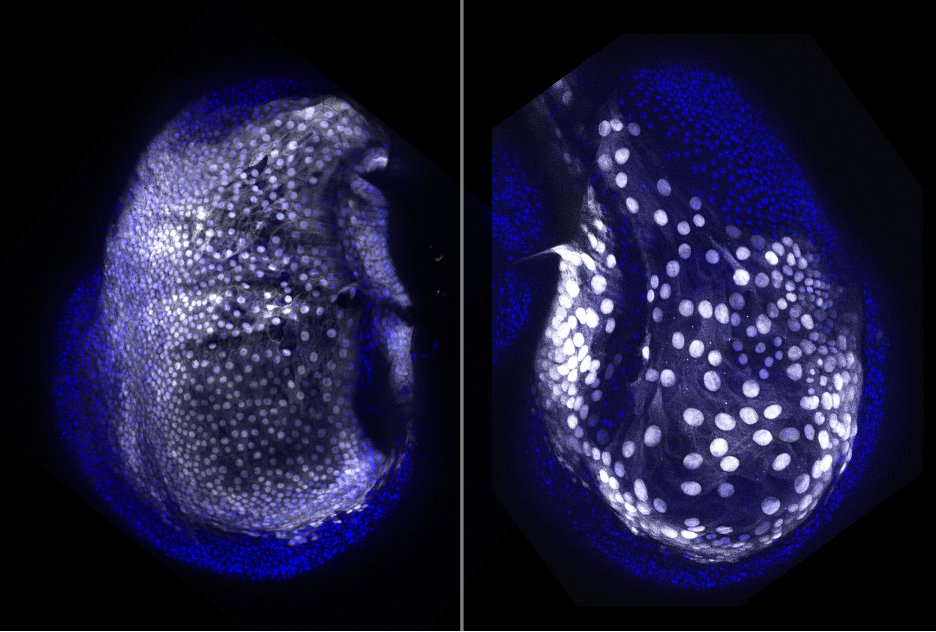 Sophia Friesen (@sophiafriesen2) on Twitter photo First preprint is up on #bioRxiv! We asked how two very different tissue layers sync their growth, found a role for the Hippo pathway in cell shape changes, and made #Drosophila wing discs with Really Big Cells 👇 <a href="/HariharanLab/">Iswar Hariharan, ईश्वर हरिहर, ஹரிஹரன் ஈஸ்வரன்</a> #DevBio doi.org/10.1101/2023.0… First preprint is up on #bioRxiv! We asked how two very different tissue layers sync their growth, found a role for the Hippo pathway in cell shape changes, and made #Drosophila wing discs with Really Big Cells 👇 <a href="/HariharanLab/">Iswar Hariharan, ईश्वर हरिहर, ஹரிஹரன் ஈஸ்வரன்</a> #DevBio doi.org/10.1101/2023.0…