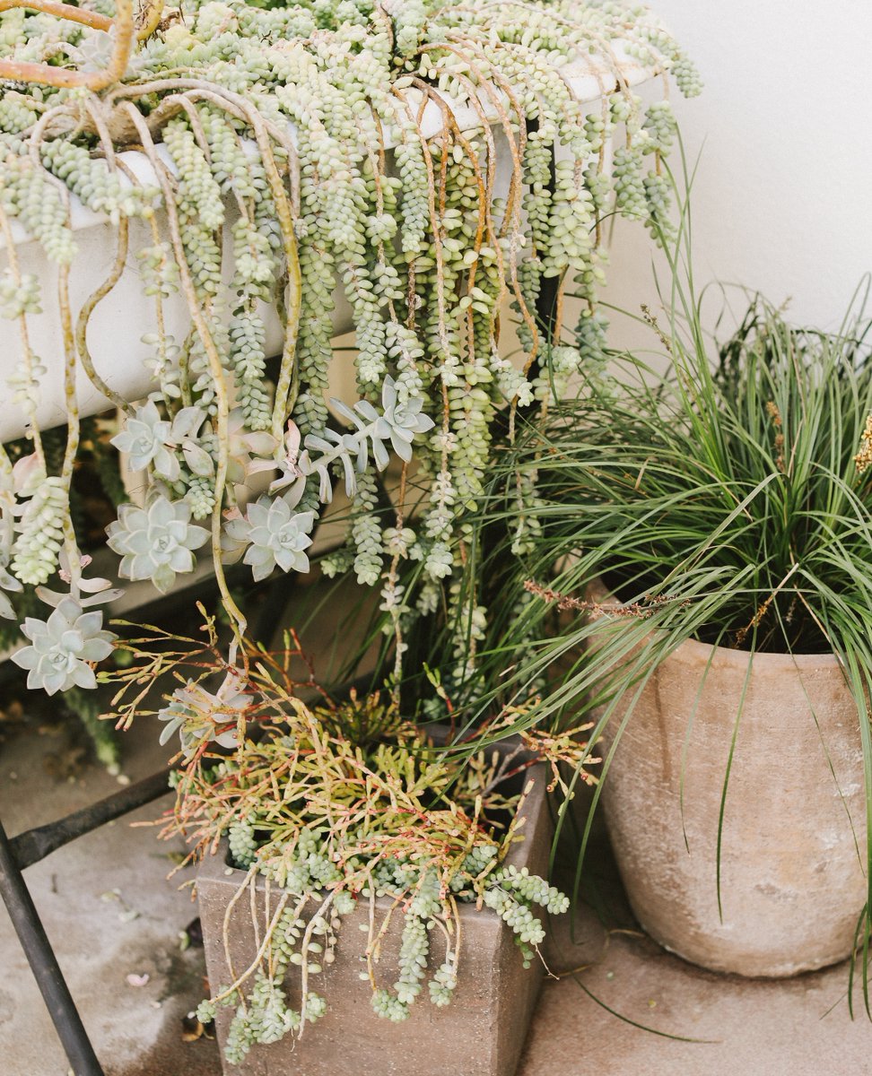 thehotelcarmel's tweet image. Getting garden party feels from our succulent garden. 

📸 @wesleyandemma
#hoteldesign #hoteldesigner #curatedesign #designlove #interiordesigninspiration #architecturelove