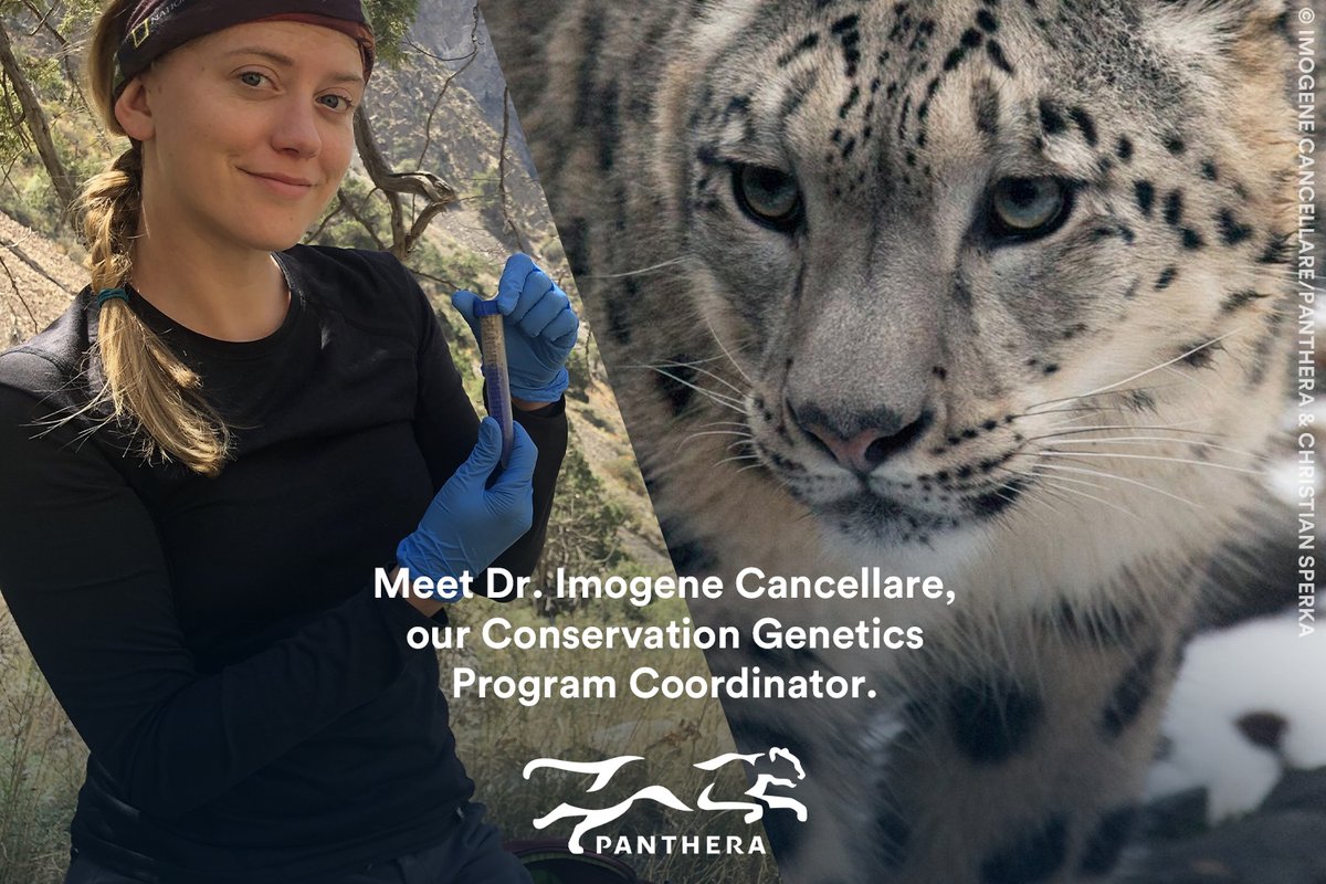 Meet Dr. Imogene Cancellare, a pioneering woman in science. Dr. Cancellare is our newly hired Conservation Genetics Program Coordinator. Her research has focused on snow leopard phylogeography and genetics across High Asia, for which she received a Panthera grant.