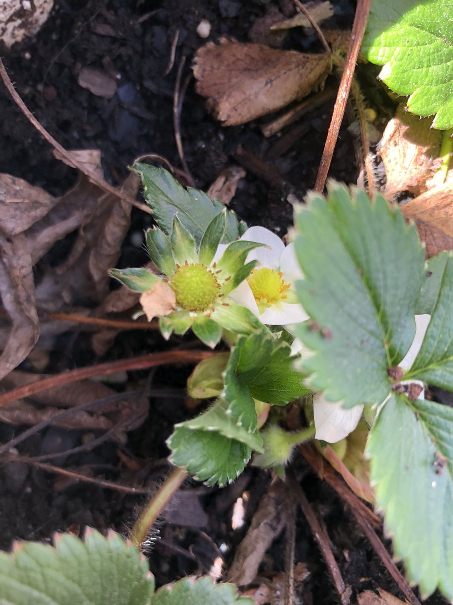 karenbabine's tweet image. Class prep in the outdoor office where I remain confused by the baby strawberries on my plant. It’s March, you fools! #spring #amteaching