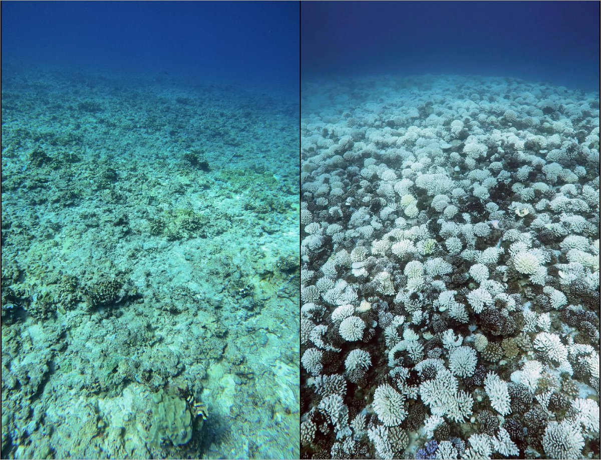 Coral bleaching can degrade reef resilience! In our new paper published in <a href="/ESAEcology/">Ecology</a>, we modeled how different disturbances (tropical storms and coral bleaching) shape coral reef recovery, finding that bleaching more readily drives shifts to algae-dominated reefs.