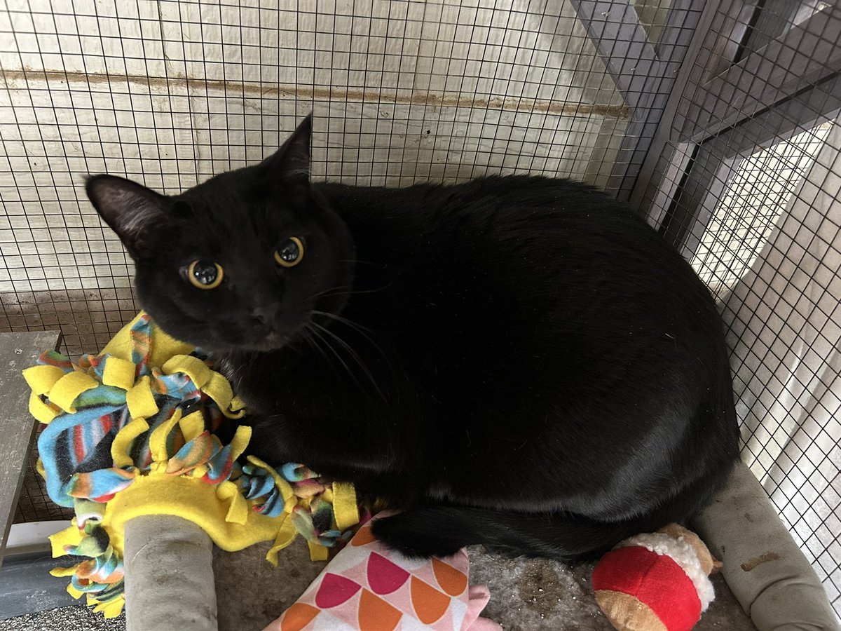 Whiskers 'N' Wishes Sanctuary on Twitter "Meet 20 pound Newton; he is