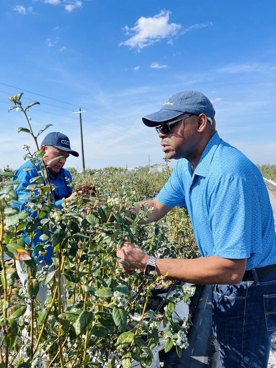 Inspecting blueberry bushes for chilli thrips injury in southwest Florida