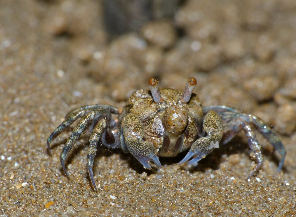 BehavEcol's tweet photo. Foraging in heterogeneous landscapes: variation in movement patterns of a tropical sand-bubbler crab #optimalForagingTheory #intertidalZone #environmentalVariation
https://t.co/R48l96tYrV https://t.co/AnoMBKUCVB