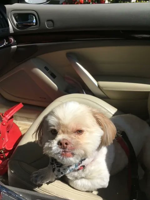 Dog_SupplyZone's tweet image. Good morning everybody how was your weekend.  Mine was great mom took me for a nice long ride it was great riding in the car with the roof down.🦴 ☺️  #treats #gogles #harnesses