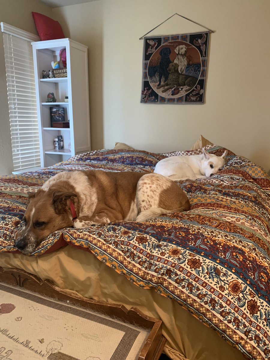 MelissaLSCPA's tweet photo. My assistants for the day. #wfh https://t.co/T6VkGQoKsL