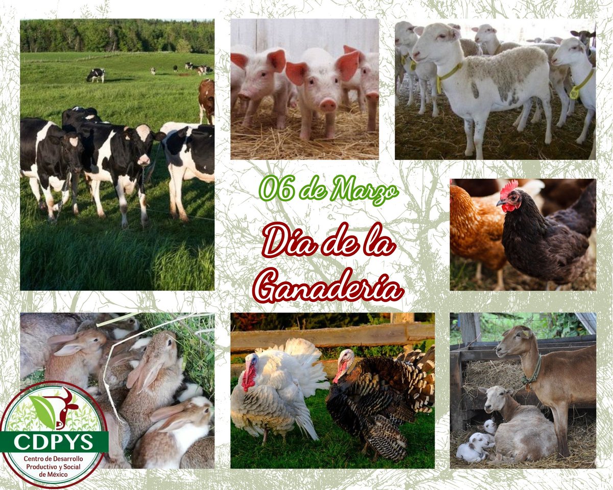 cdpysMex's tweet photo. #DíaDeLaGanadería Su práctica es muy antigua y forma parte importante de nuestra economía. Ya sea extensiva, intensiva o autoconsumo, existen elementos que influyen para un buen desarrollo como el relieve, agua, clima adecuado, vegetación y forrajes que se usan para alimentación. https://t.co/TQNv4uoN5W