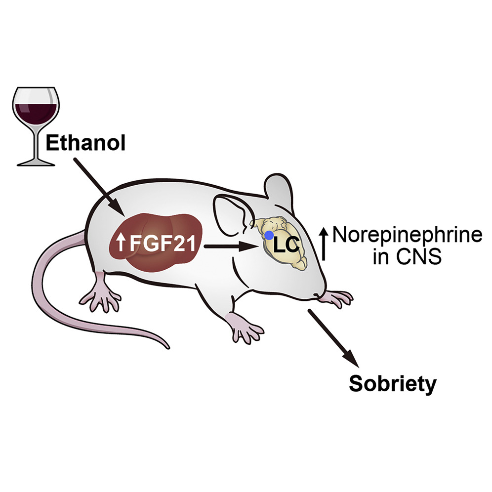 CellPressNews's tweet photo. Drunk mice sober up after a hormone shot of #FGF21.

@UTSWNews David Mangelsdorf, Steven Kliewer, Mihwa Choi

Read more in @cell_metabolism