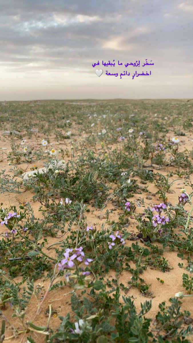 1403Mesho's tweet photo. يارب سَخّر لِرُوحي ما يُبقيها في اخضرارٍ دائمِِ وسعة🤍

#مساء_الخير_والسعاده https://t.co/SSiWbB3Q9w