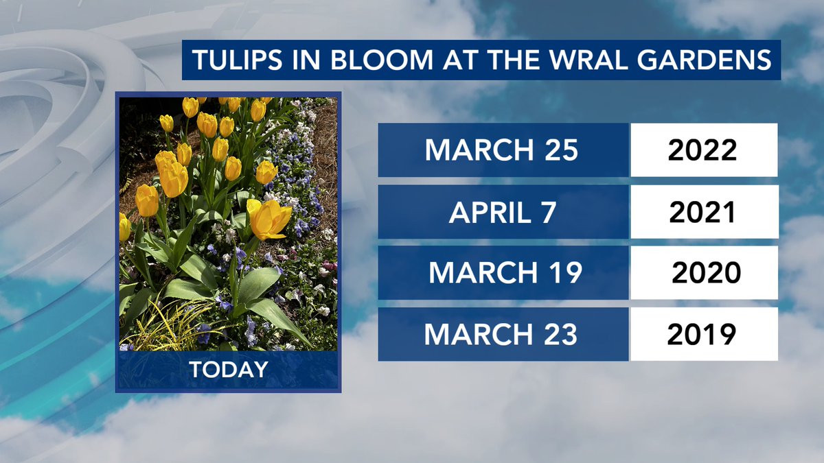 Looking for a way to enjoy this beautiful weather? Come visit the WRAL Gardens! We have many flowers in bloom now thanks to the warm weather. The latest blooms include tulips which are blooming much earlier than previous years at the WRAL Gardens. 
<a href="/wralweather/">wralweather</a> @wral #ncwx