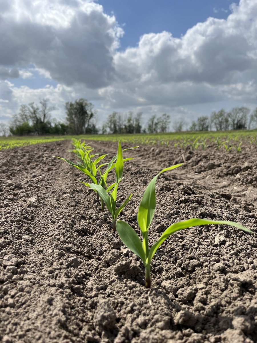 corn poppin up in rows