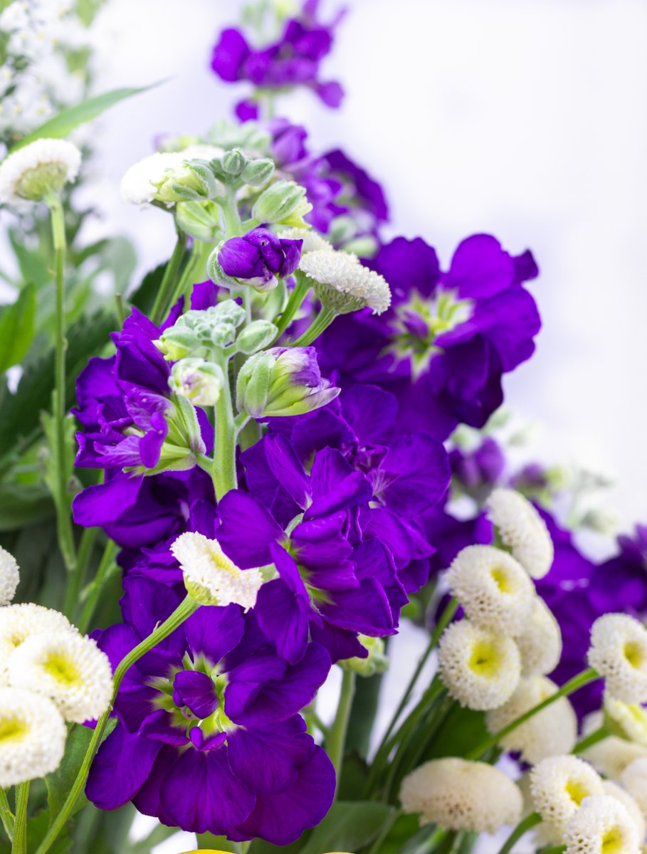 thefreckledrose's tweet image. In a Vase on Monday – Dreaming of Spring 💛 angiethefreckledrose.com/2023/03/06/in-… 

#flowers #callalily #feverfew #floral #spring