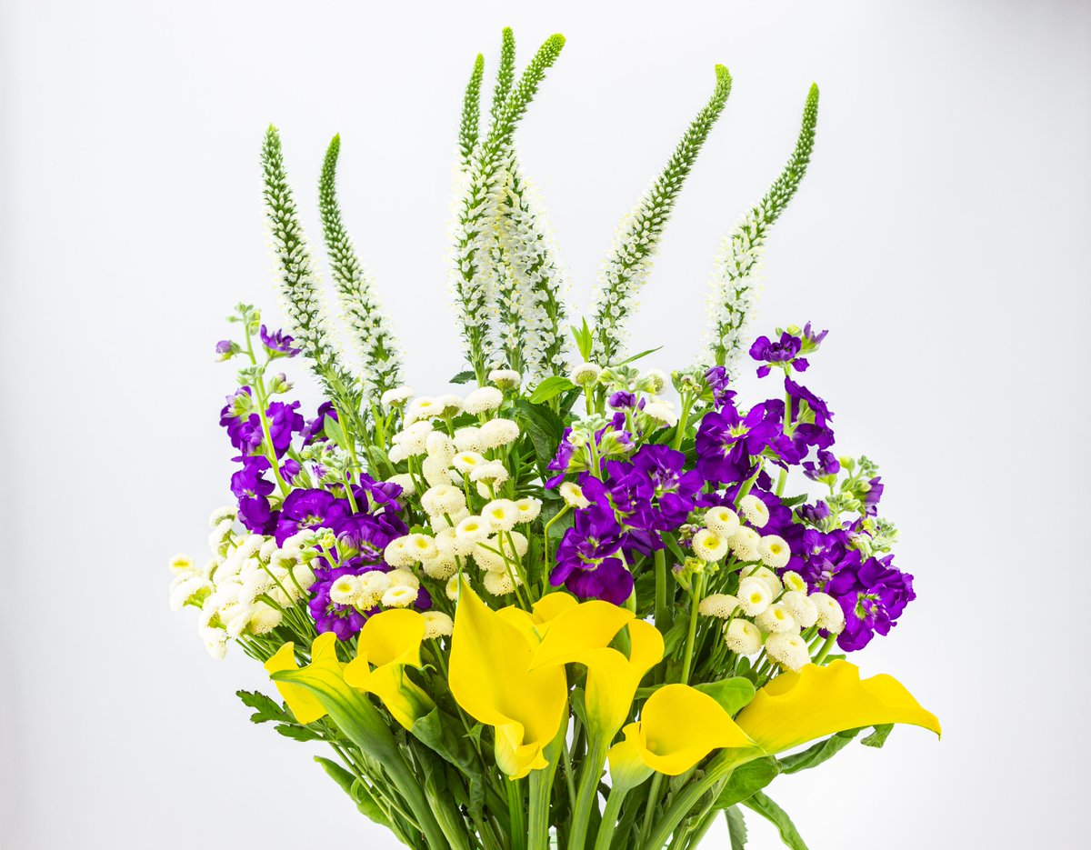 thefreckledrose's tweet image. In a Vase on Monday – Dreaming of Spring 💛 angiethefreckledrose.com/2023/03/06/in-… 

#flowers #callalily #feverfew #floral #spring