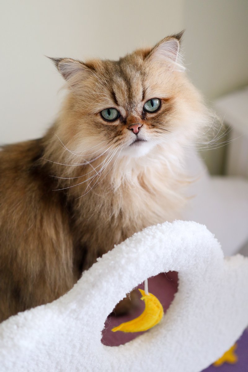 Our sassy Queen Nug 😌✨