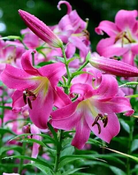 Las bellezas de la vida.