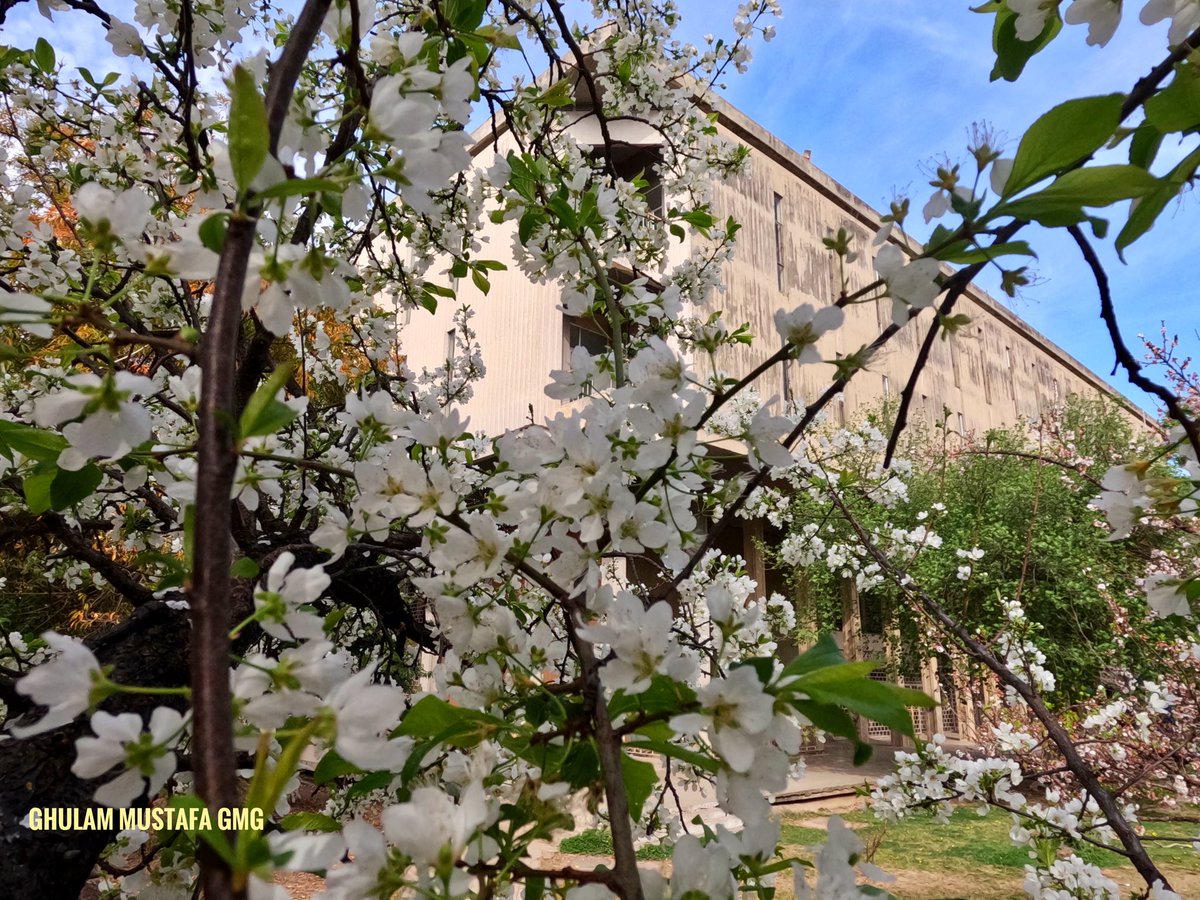 jhirmir's tweet photo. An amazing spring colors #QAU #QAU_Islamabad https://t.co/9q6AEDSlsF