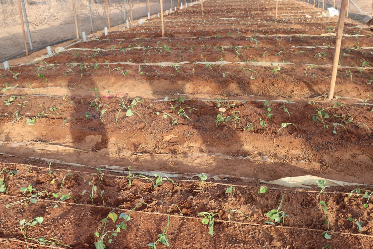 After a week of a daunting task, our team in Marsabit County, Kenya, finished constructing our first ever capillary wick irrigation system at the Ririma borehole for growing vegetables: cabbages, kale, curly kale, swiss chard, capsicum, beetroot, and sweet potato vines.