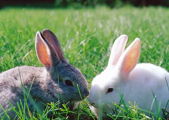 #rabbit #rabbitsofinstagram #rabbits #rabbitstagram #rabbitlove #rabbitlife #rabbitsworldwide #rabbitsofig #bunnyrabbit #rabbitlover #instarabbit #rabbitofinstagram #peterrabbit #rabbitgram #rabbitlovers #rabbitsoftheworld #rabbitsofinsta #rabbitfood #rabbitart #rabbitohs