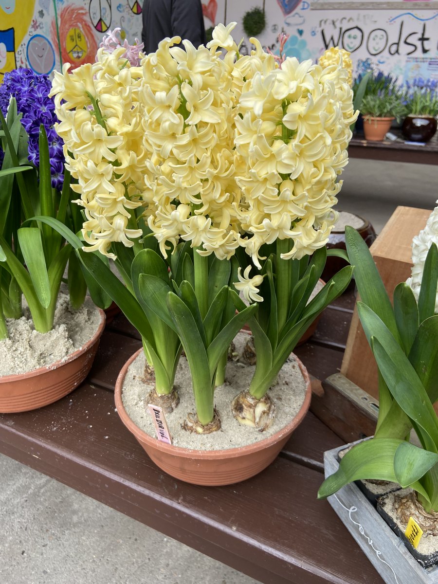 Narcissus 'White Petticoat' bij Van Lierop en Tulipa 'Mariage' bij Boltha en een pan Muscari 'Woodstock' bij Flower Power en gele zaailing Hyacinthus van Leon vd Poel maakt de reis naar Breezand meer dan waard !