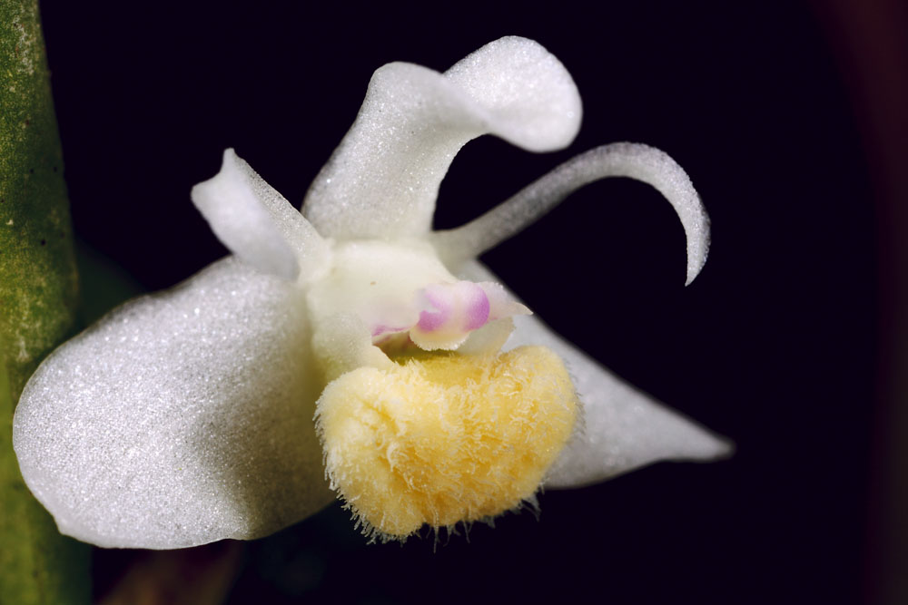 SBOrchidShow's tweet photo. Beauty AND Science at SB Intl Orchid Show - Show opens Friday March 10 - rain or shine! https://t.co/y6Xv9uExp2 https://t.co/28oQOqL5Sz