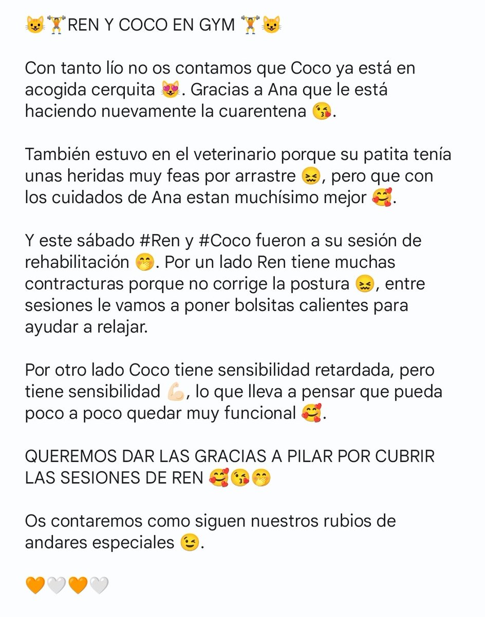 Felinos_Gabias's tweet photo. 😺🏋️ #REN Y #COCO EN GYM 🏋️😺 #granada https://t.co/zwtK9Ixnuq