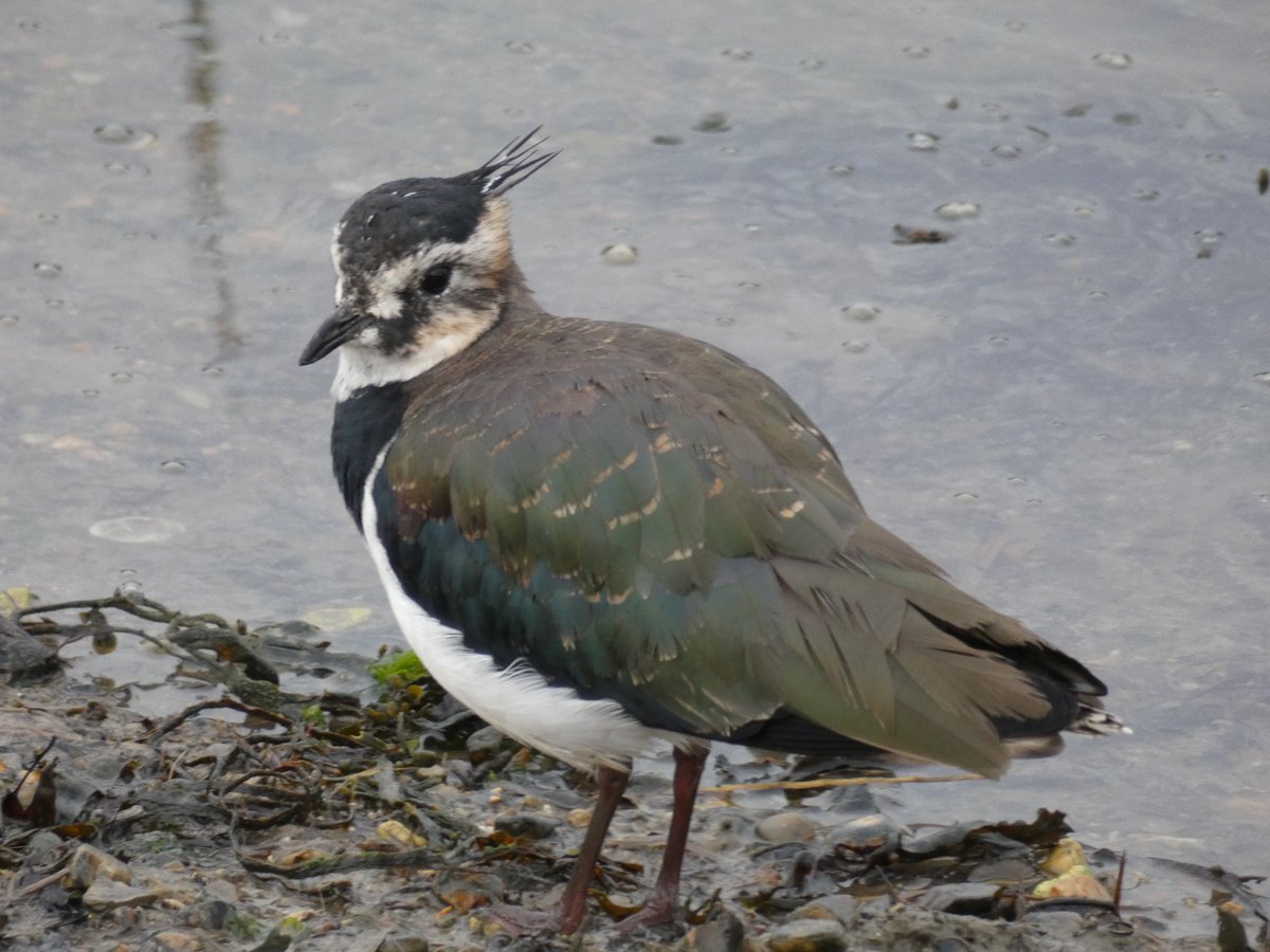 Did you know a group of Lapwings is called a deceit or desert 
Thought to come from the behaviour of parent birds faking injury to lure predators away from their nest or chicks. Have you seen them do this?
#birdwise #lapwing #birdwatching #birding #nature #uknature #birds