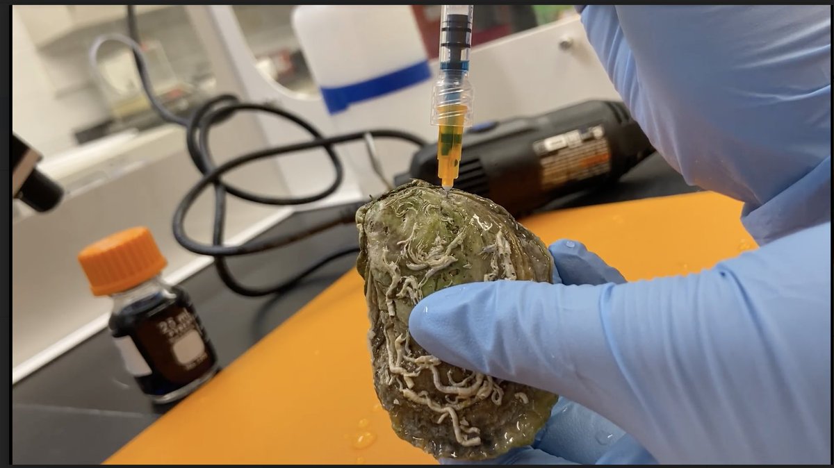 For our upcoming mesocosm experiments, we're working on creating a more naturalistic food stock (in this case, whole oysters) containing controlled doses of spike plastics for crab exposure trials! #microplastics #plasticpollution #trophictransfer #jonahcrabs