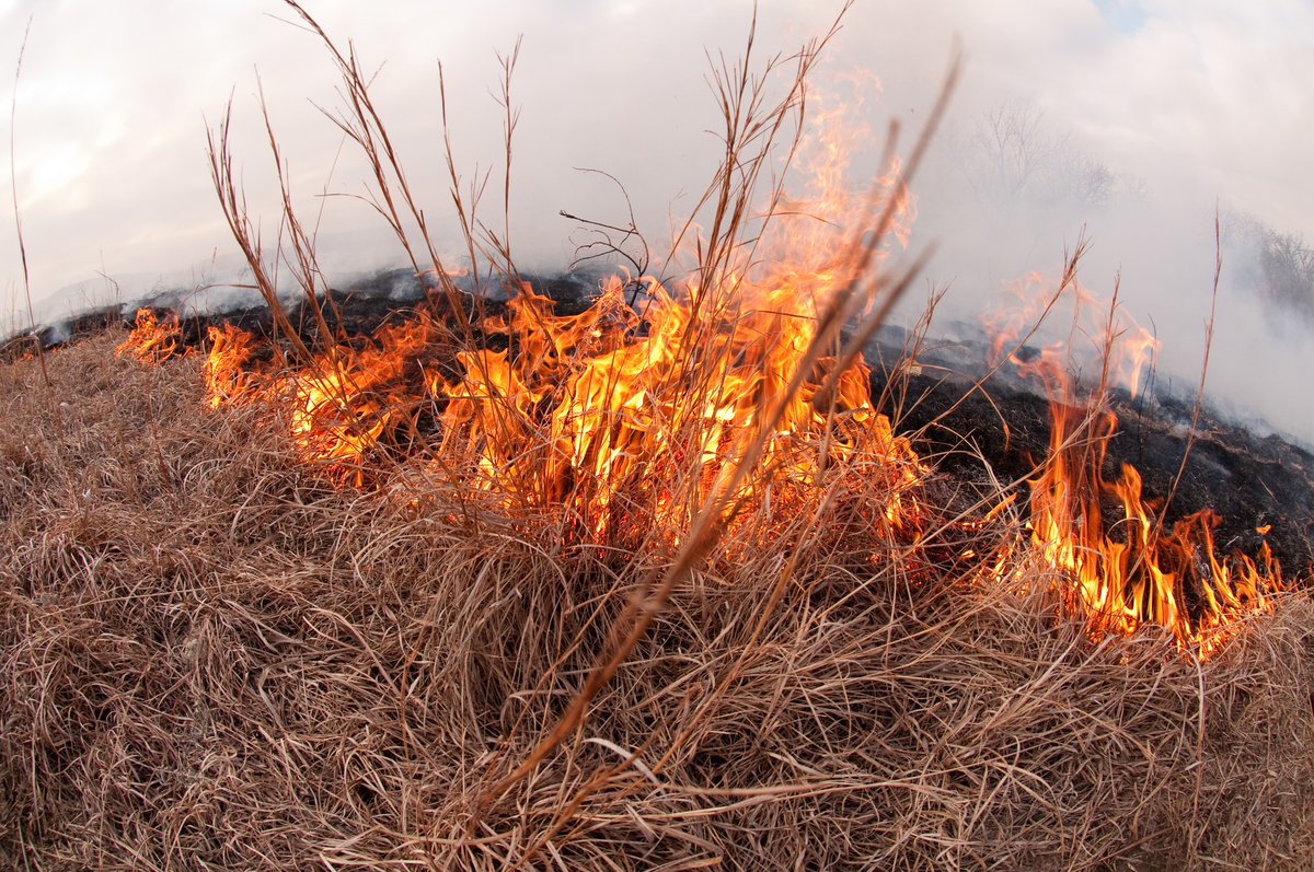 KonzaLTER's tweet photo. The Konza Prairie Nature Trail is CLOSED today, March 6th - for burning. https://t.co/L0ep5f3JKp