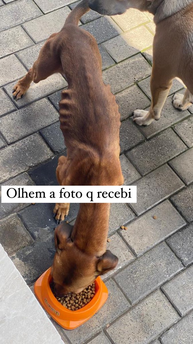 Olhem a situação do cachorro! Tem dono! Inacreditável