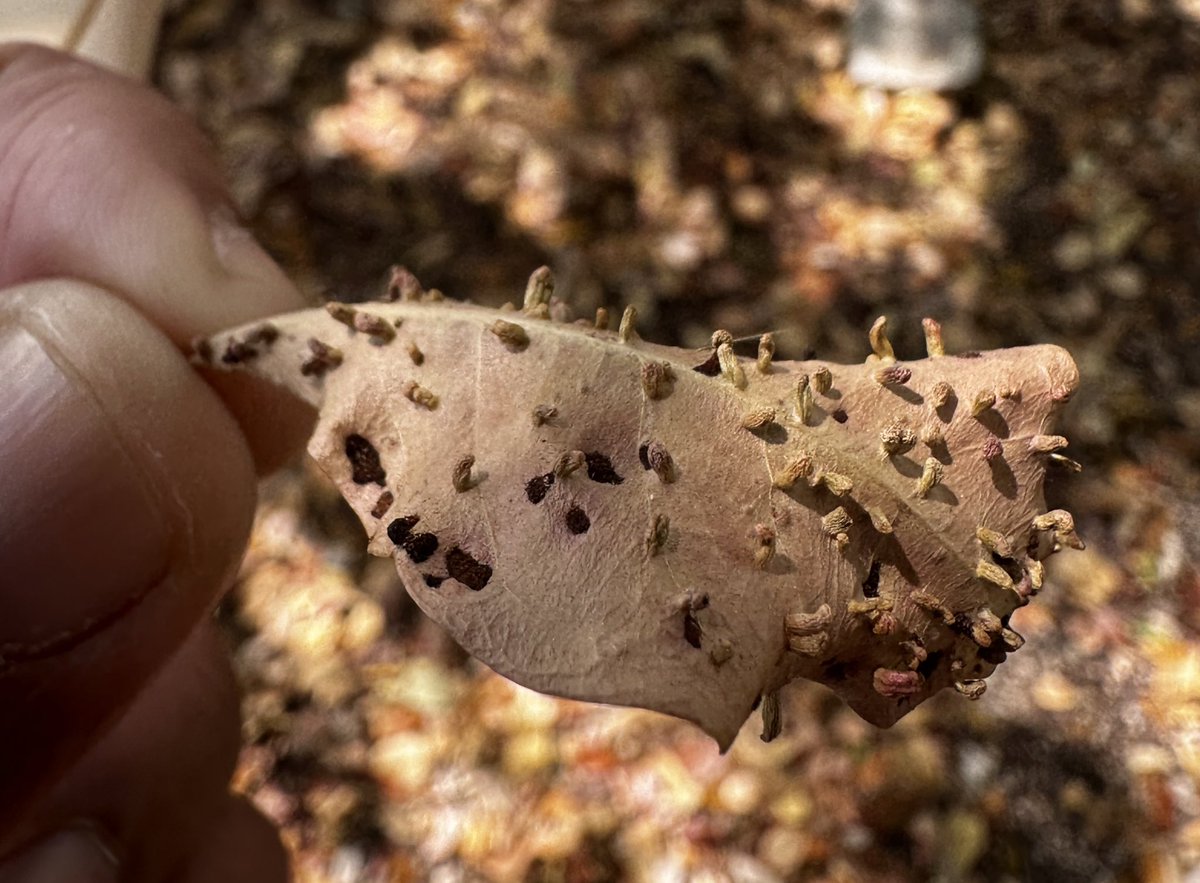 Simmon809's tweet image. @TheLastofUsHBO…This is the #Cordycep?… 🍂🍄🧟‍♂️🇩🇴