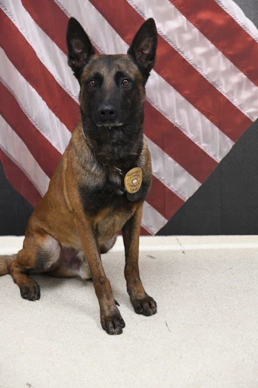 ***UPDATE***
K9 Rico has been found! A big thank-you to everyone who has assisted us this morning in locating Rico and getting him safely home! 💙🖤
