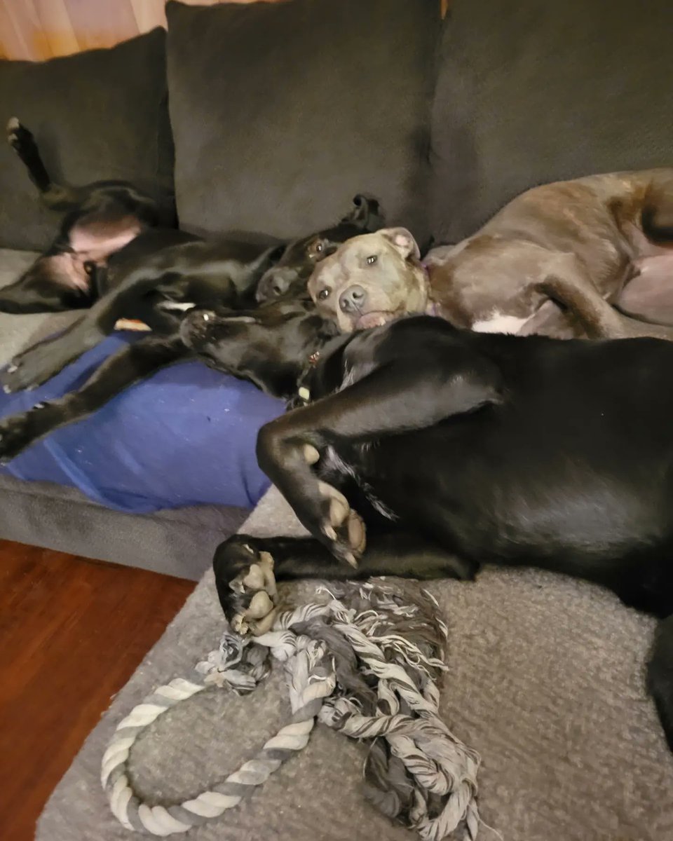 We love to cuddle! ❤️🐾 #dogsoftwitter #puppy