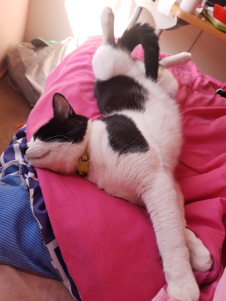 Hiiro_Blue's tweet photo. @beevilove This is Quesito! 🧀🥺✨ I love his silly button eyes ;; Def little devil, but I adorbs him lots qwq Thanks for this wholesome chance!! https://t.co/8fuHxZkVbP